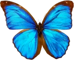 logo papillon